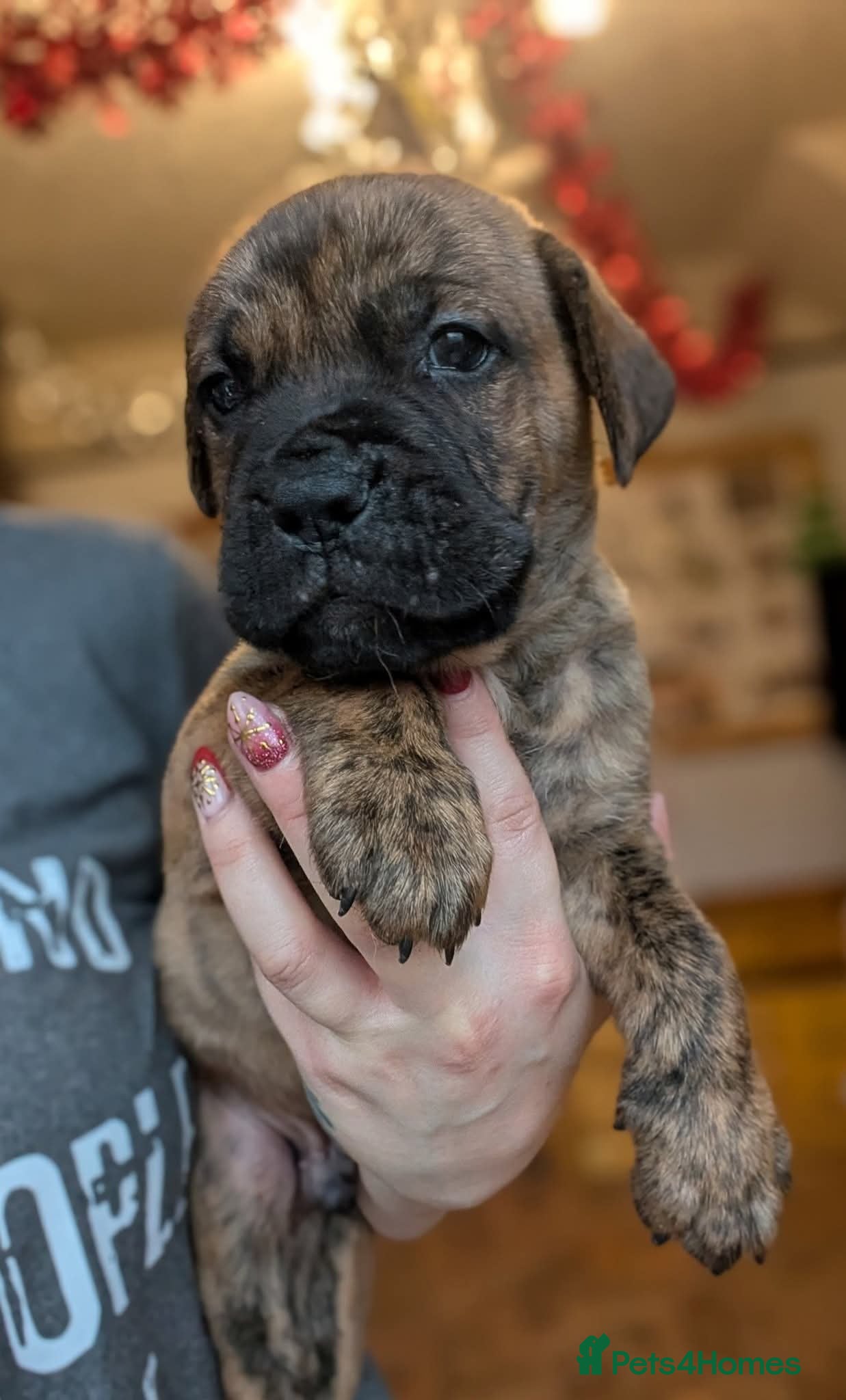 Mixed Breed dogs  READY Monday 22nd - Advert 2