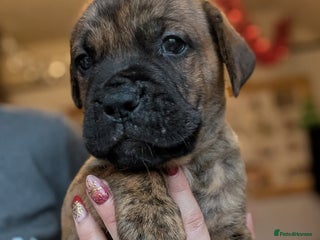 Mixed Breed dogs READY Monday 22nd - Advert 2