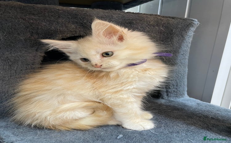 Maine Coon cats - Advert 1