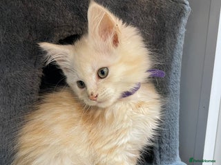 Maine Coon cats - Advert 5