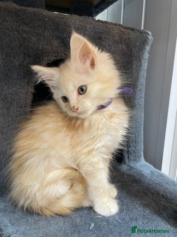 Maine Coon cats - Advert 1