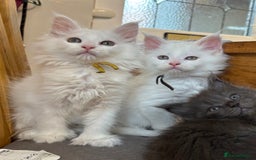 Maine Coon cats for sale: MAINE COON KITTENS SOME POLYDACTYL  - Image 1
