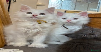 Maine Coon cats - Advert 3