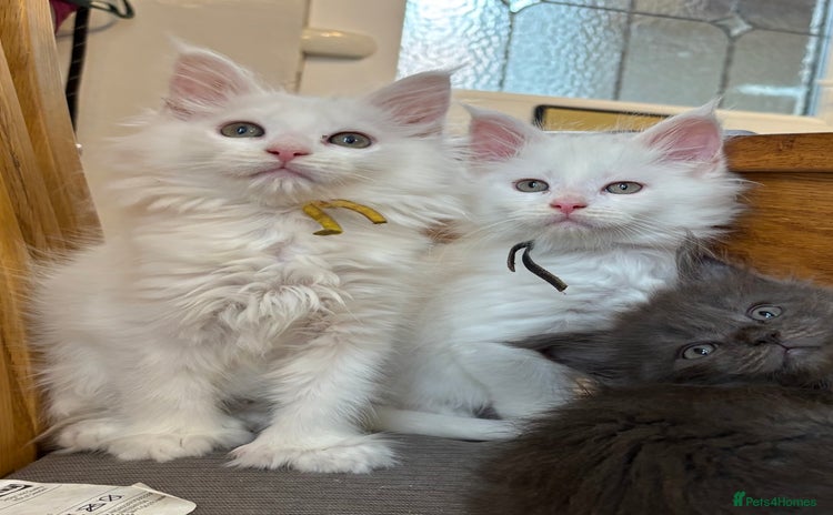 Maine Coon cats - Advert 1