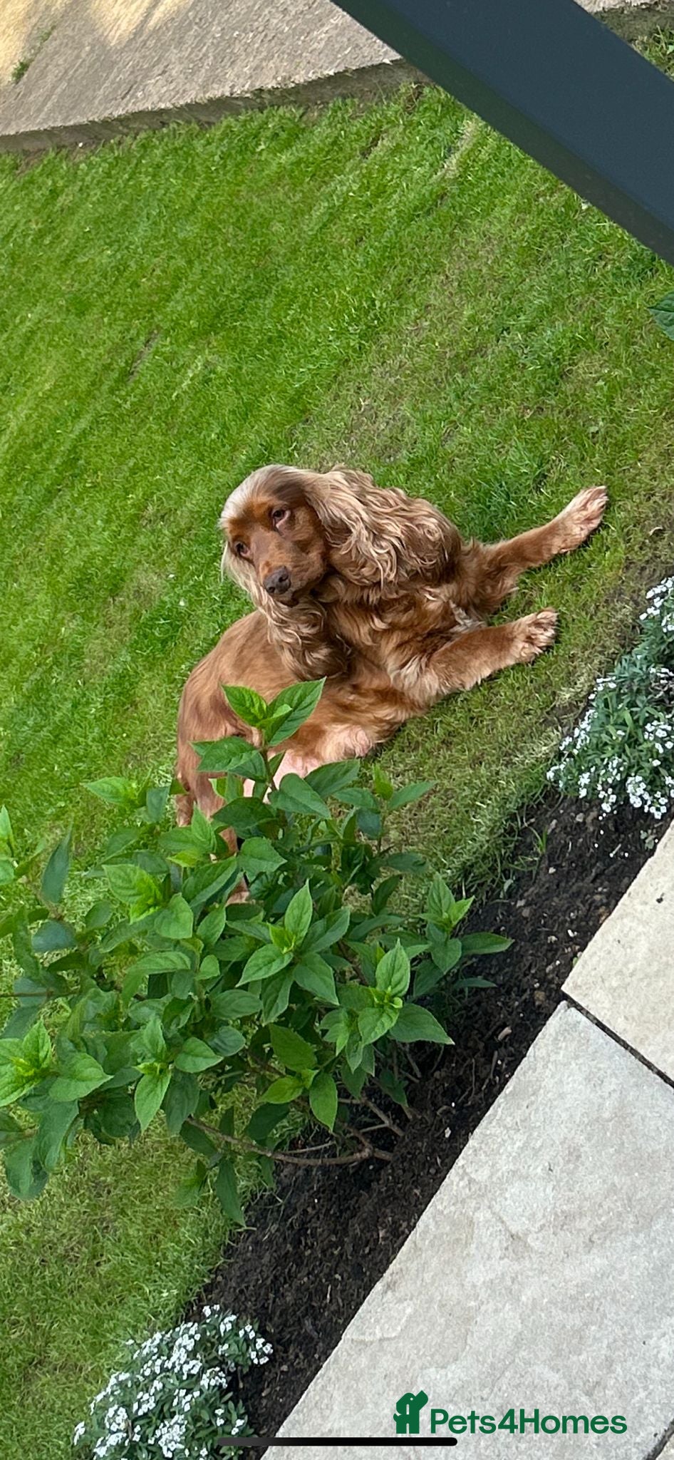 Cocker Spaniel dogs 🌟 OUTSTANDING KC SHOW COCKER SPANIELS 🌟 - Advert 1