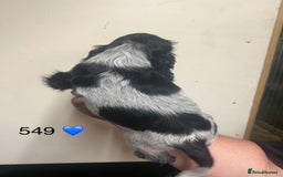 Cocker Spaniel dogs for sale: Blue Roan and Blue Roan & Tan - Image 10