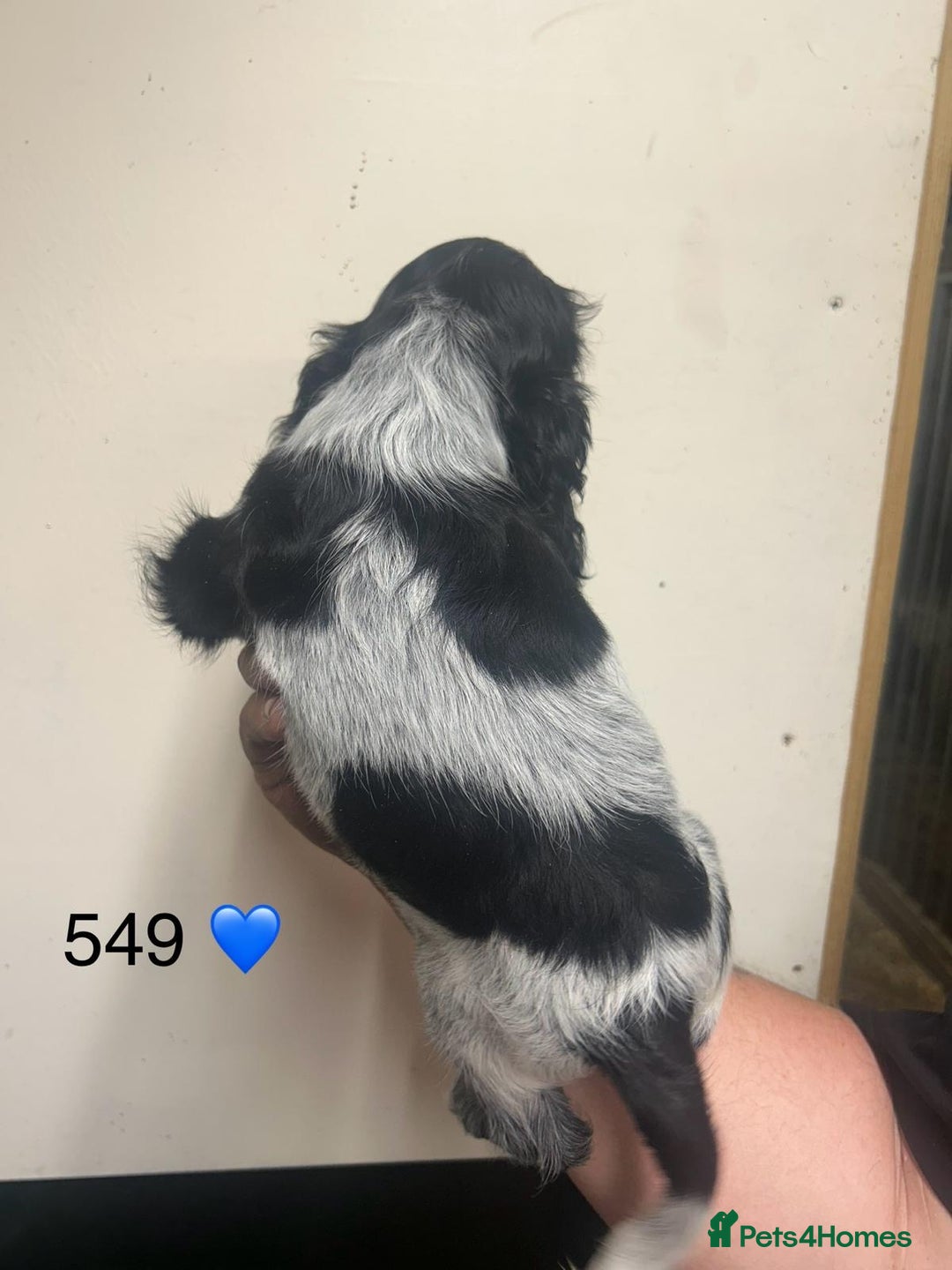 Cocker Spaniel dogs for sale: Blue Roan and Blue Roan & Tan - Image 10