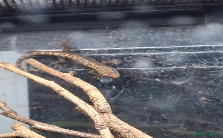 Gecko reptiles - Advert 1