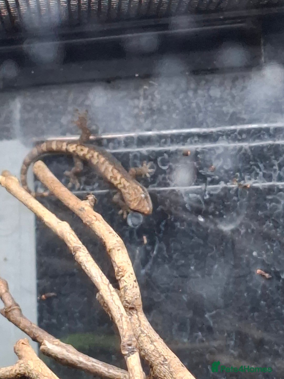 Gecko reptiles for sale: Baby Mourning geckos and Isopods  - Image 1