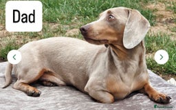 Miniature Dachshund dogs for sale: Gorgeous Miniature Dachshunds ready Dec - Image 8