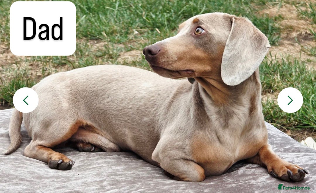 Miniature Dachshund dogs for sale: Gorgeous Miniature Dachshunds ready Dec - Image 8