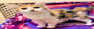 🩷 Calico GIRL 