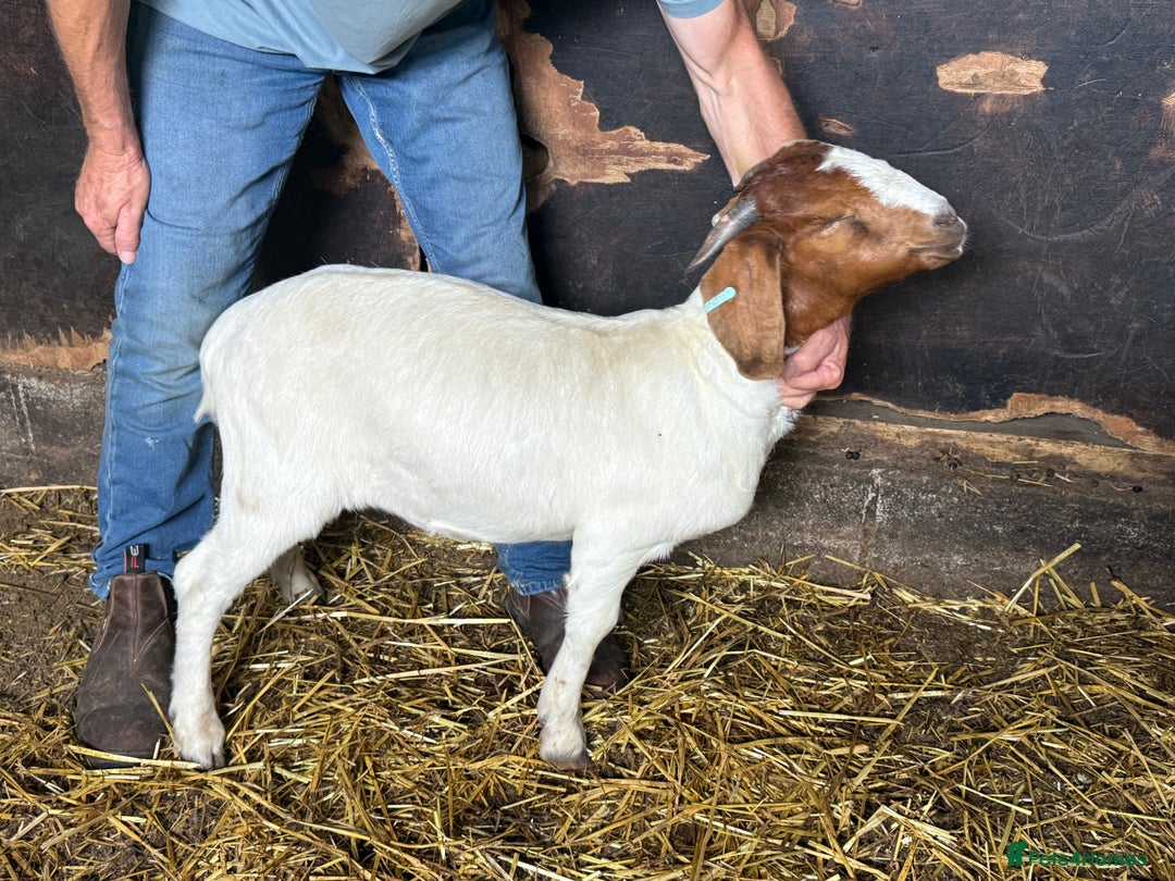 Goats livestock for sale: Nanny Boer goats for sale  - Image 5