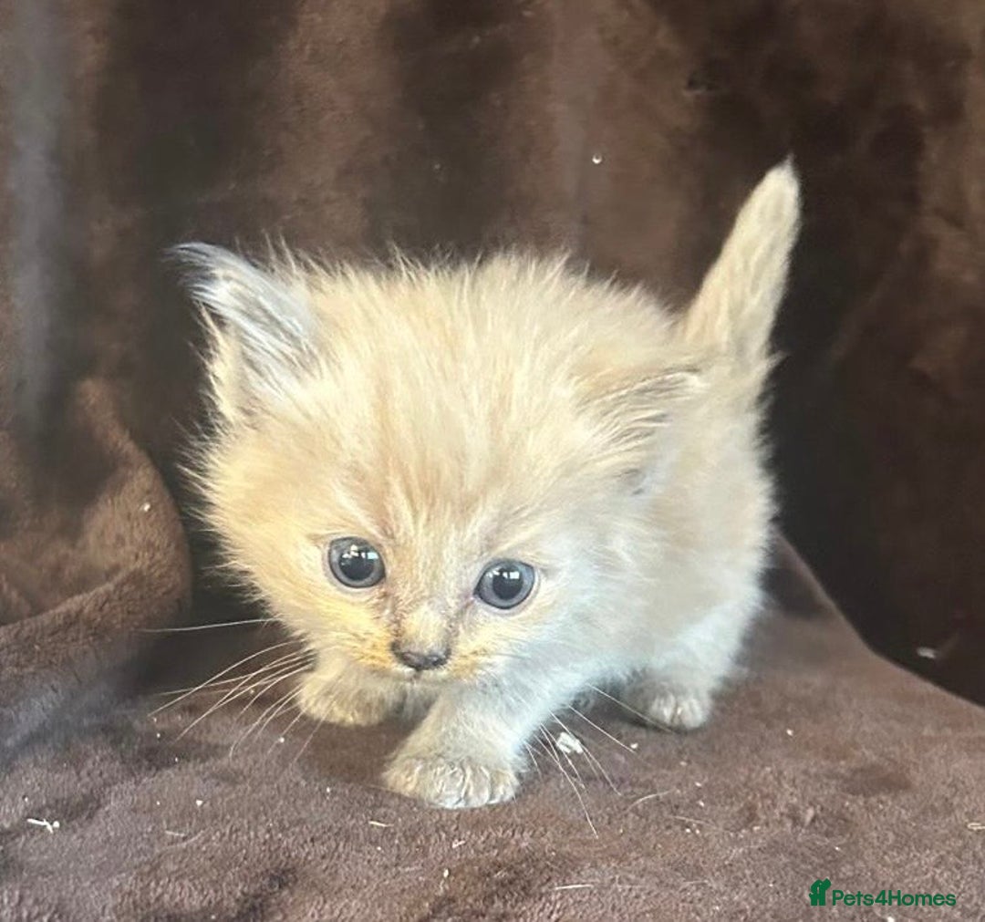 Ragdoll cats for sale: Beautiful ragdoll kittens  - Image 13