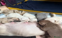 French Bulldog dogs for sale: French bulldog pups ❤️ - Image 11