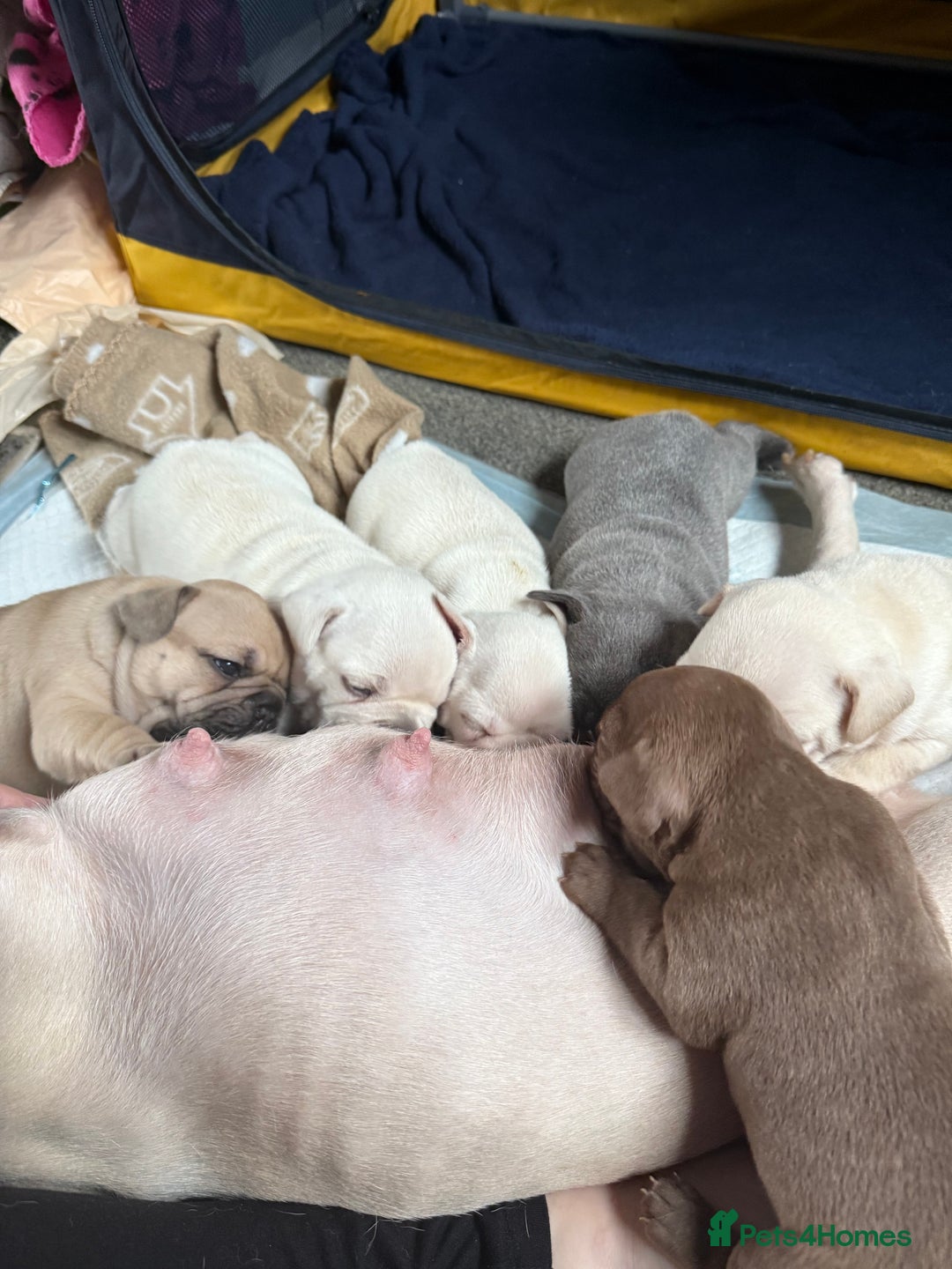 French Bulldog dogs for sale: French bulldog pups ❤️ - Image 11