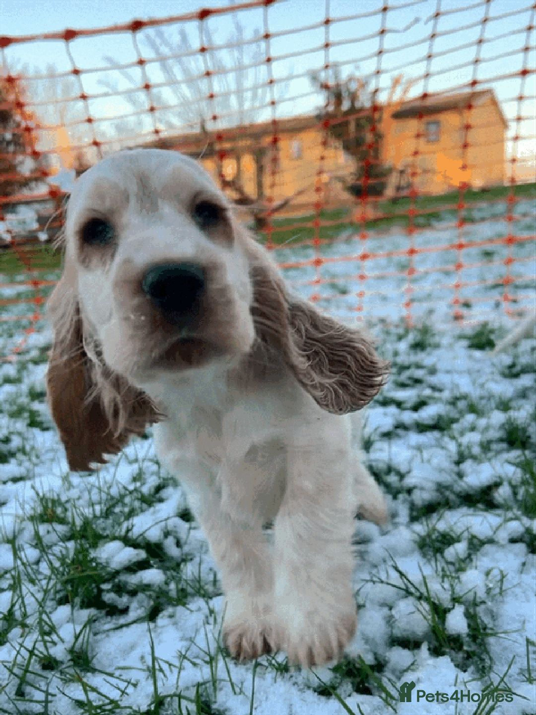 Cocker Spaniel dogs for sale: Gorgeous pair of pups remaining  - Advert 16