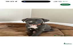 Cane Corso dogs for stud: ⭐️LOKI⭐️ - Image 9