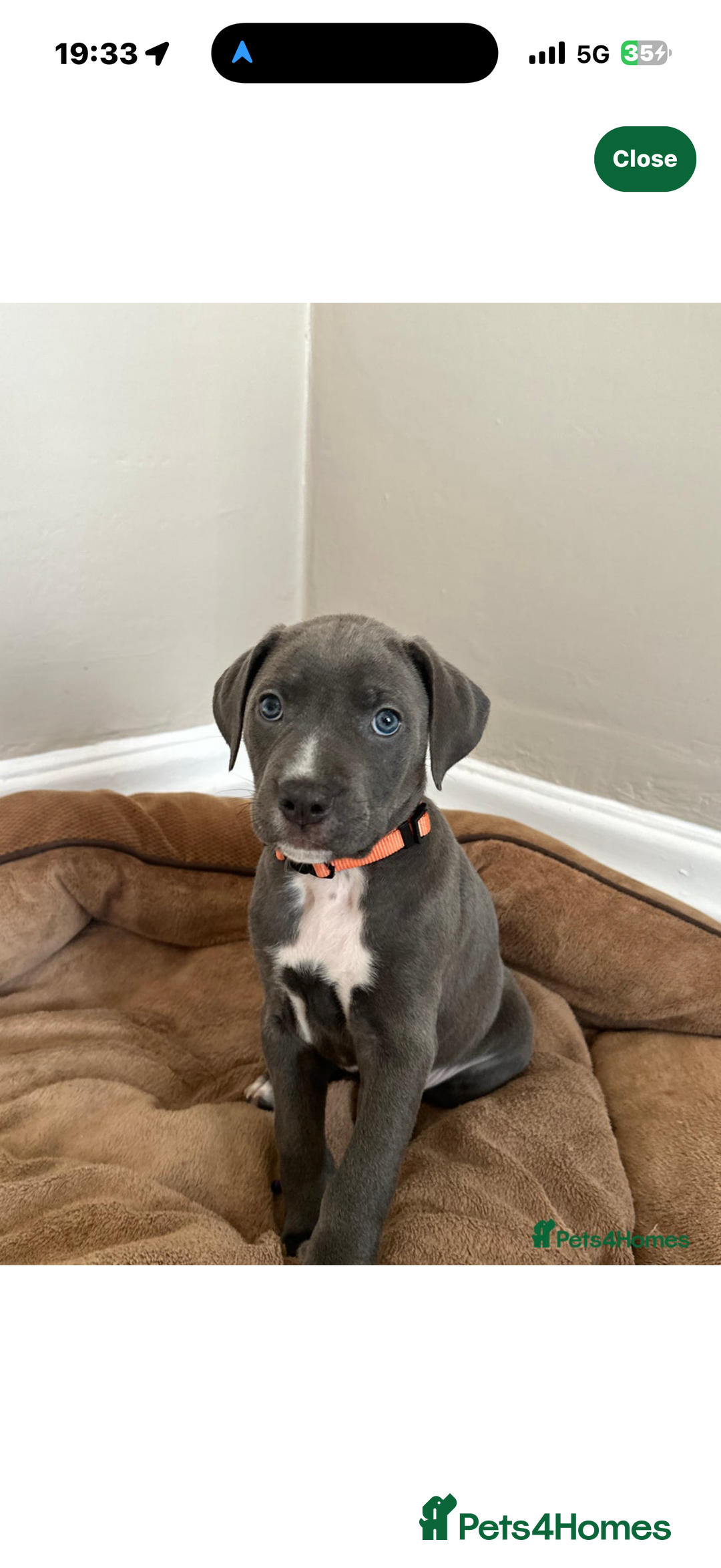 Cane Corso dogs for stud: ⭐️LOKI⭐️ - Image 9