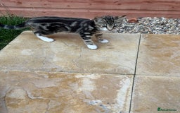 Bengal cats for sale: Bengal/British Shorthair  - Image 2