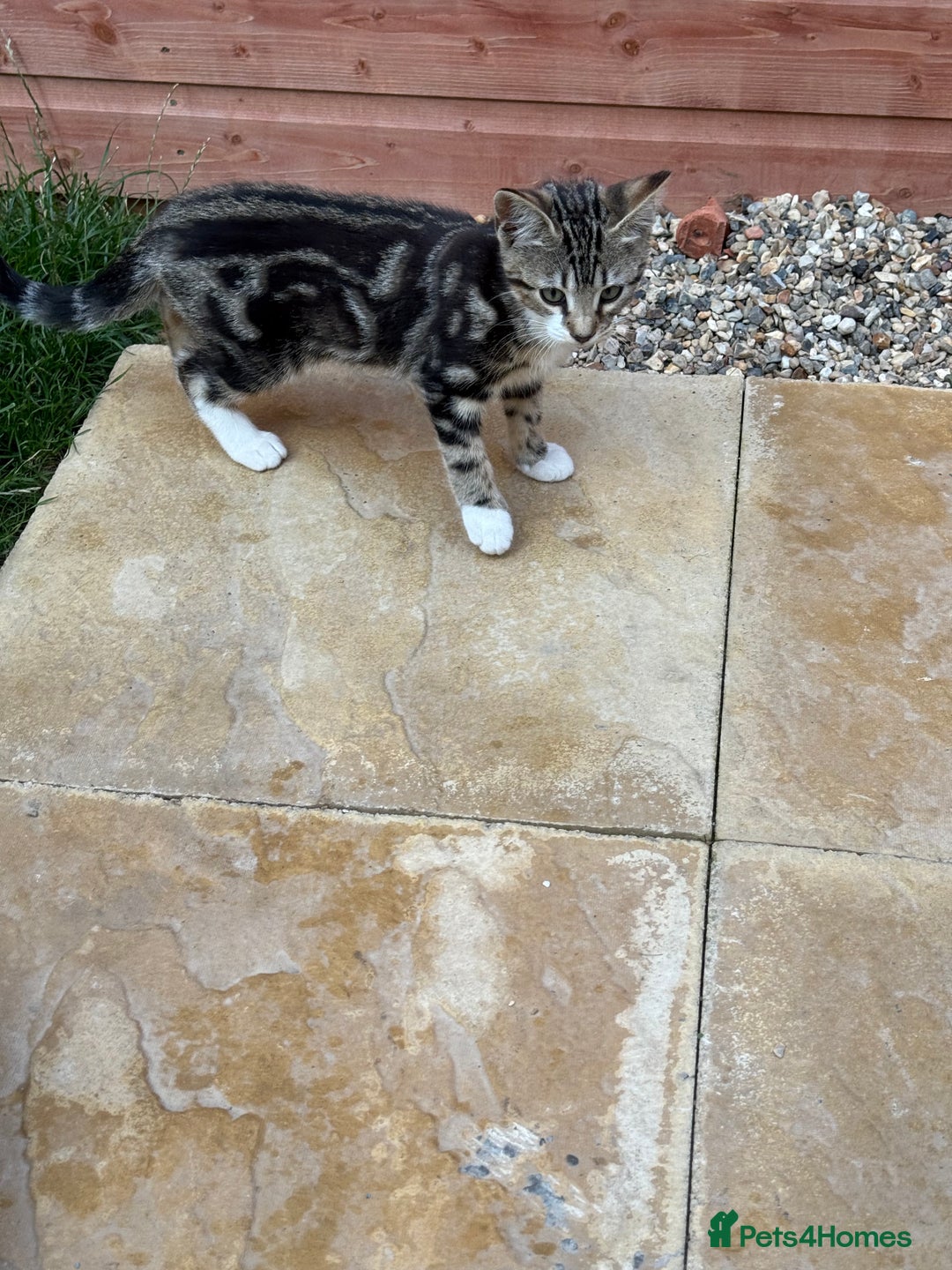 Bengal cats for sale: Bengal/British Shorthair  - Image 2