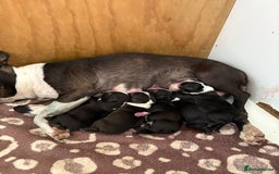 Boston Terrier dogs for sale: K.C. BEAUTIFUL BOSTON TERRIER PUPPIES - Image 19