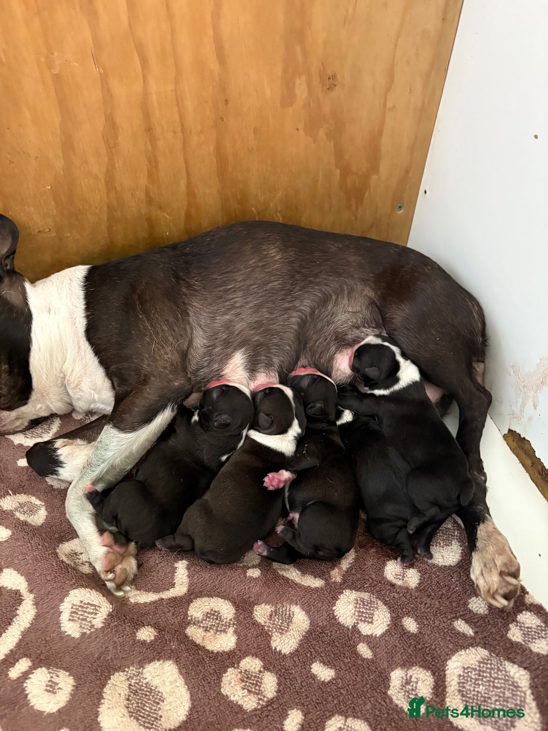 Boston Terrier dogs for sale: K.C. BEAUTIFUL BOSTON TERRIER PUPPIES - Image 19