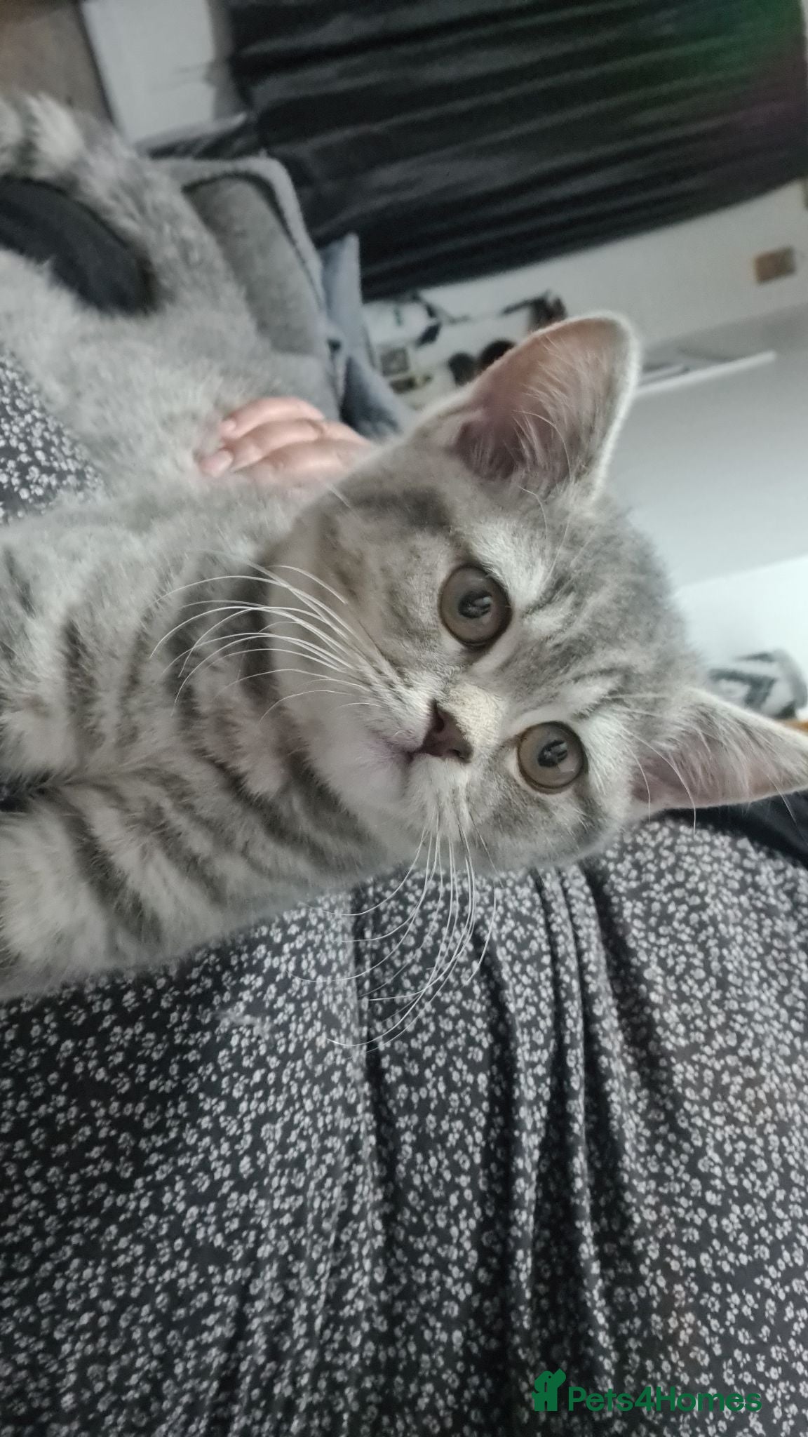 British Shorthair cats Adorable Bristh ShortHair kittens last female left - Advert 1