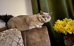 British Shorthair cats for sale: British shorthair male Bubu - Image 1