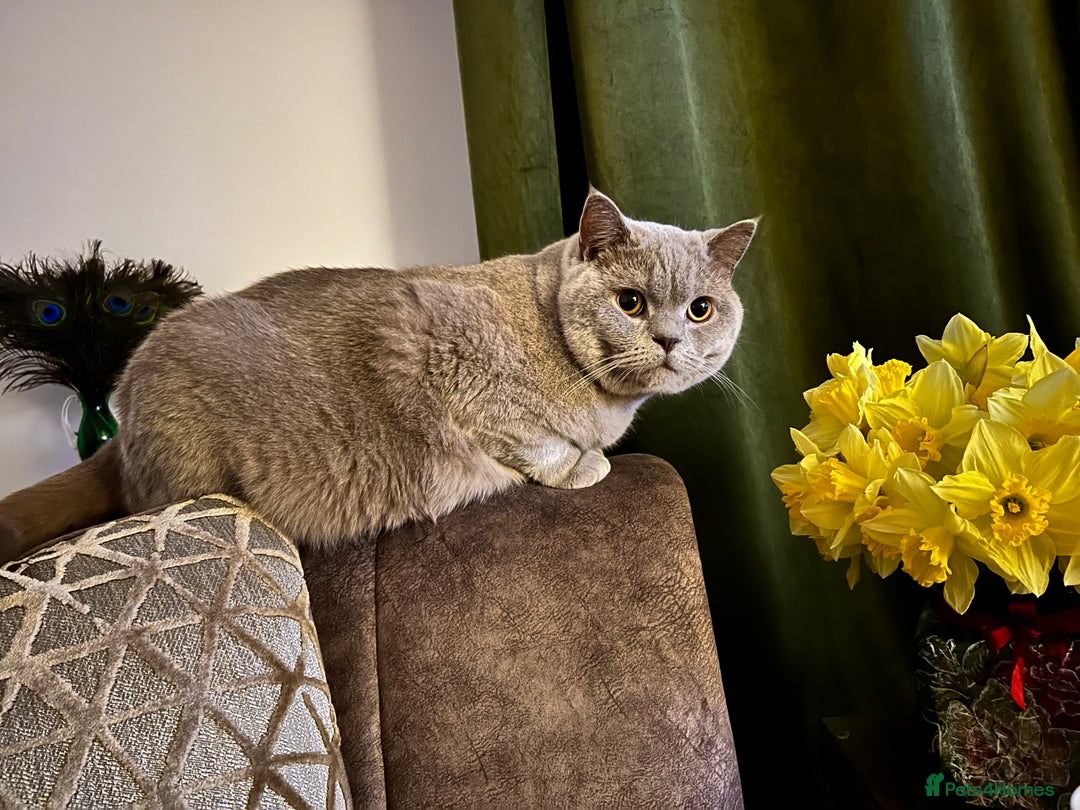 British Shorthair cats for sale: British shorthair male Bubu - Image 1