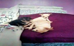 Chihuahua dogs for sale: Tiny Tiny chihuahuas  - Image 8