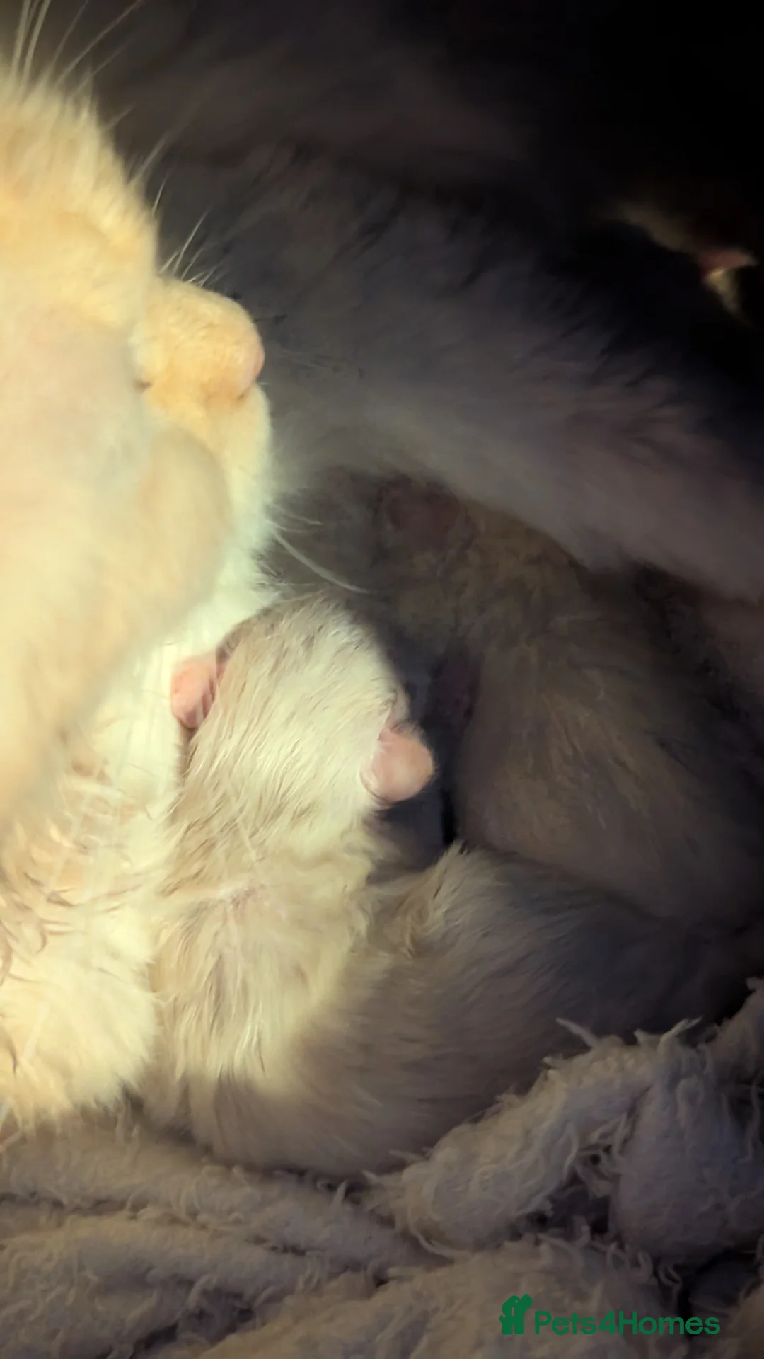 Ragdoll cats for sale: 4 absolutely stunning ragdoll kittens  - Advert 2