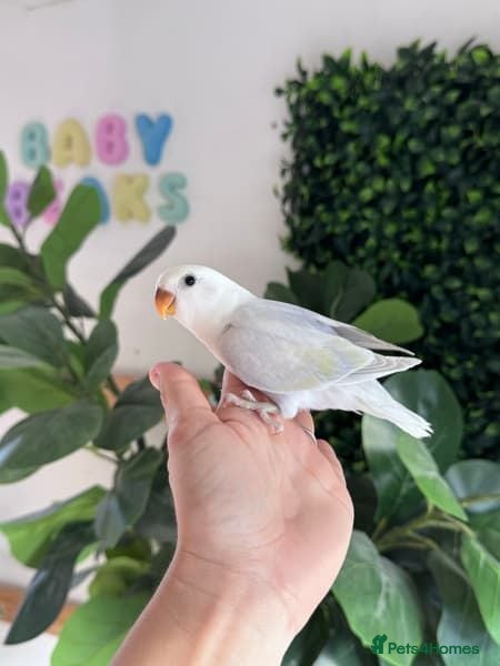 Parrots birds Handraised Peachfaced Lovebirds - Advert 6