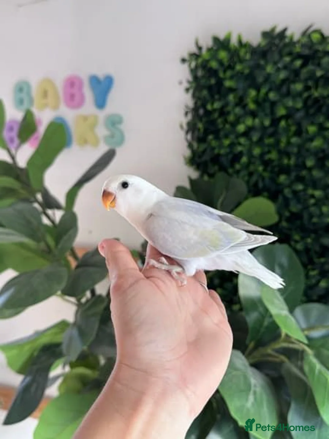 Parrots birds for sale: Handraised Peachfaced Lovebirds in Liverpool - Advert 1