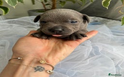 Staffordshire Bull Terrier dogs for sale: 🔷 Pharaon Champion Line Pups 🔷 in Wolverhampton - Image 25