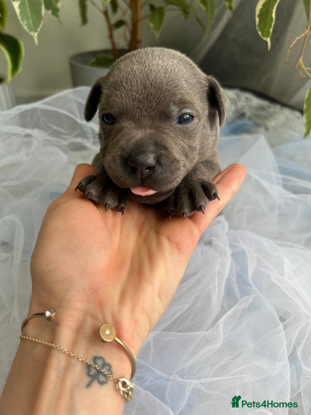 Staffordshire Bull Terrier dogs for sale: 🔷 Pharaon Champion Line Pups 🔷 in Wolverhampton - Image 25