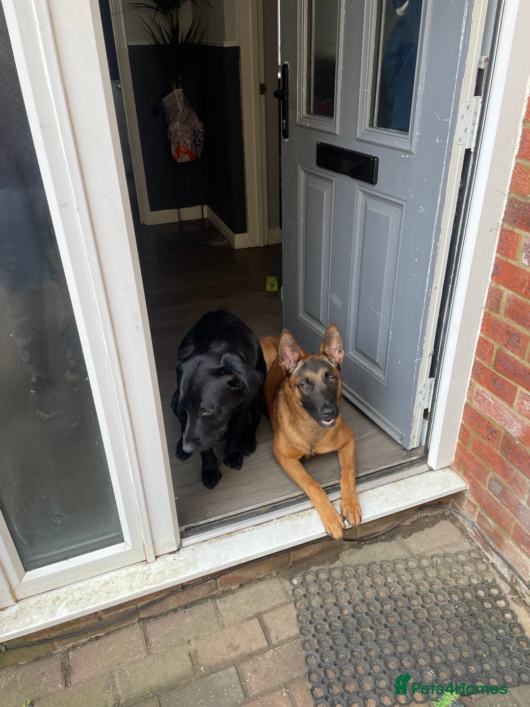 Mixed Breed dogs for sale: Belgian malinois x Labrador puppies  in Kettering - Image 11
