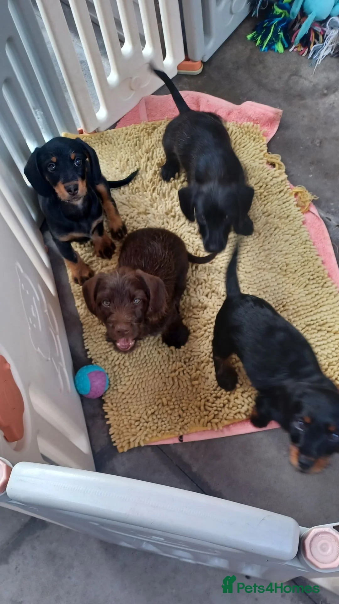 Doxiepoo dogs for sale: Adorable DoxiePoo Puppies. NOW FULLY VACCINATED  - Advert 1