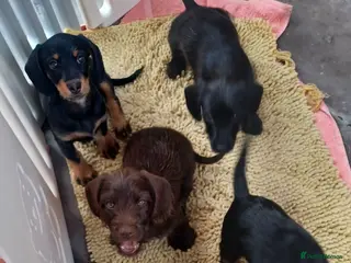 Doxiepoo dogs Adorable DoxiePoo Puppies. NOW FULLY VACCINATED - Advert 1