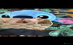 Sphynx cats for sale: Bald, bold elf blue eyes kittens  - Image 27