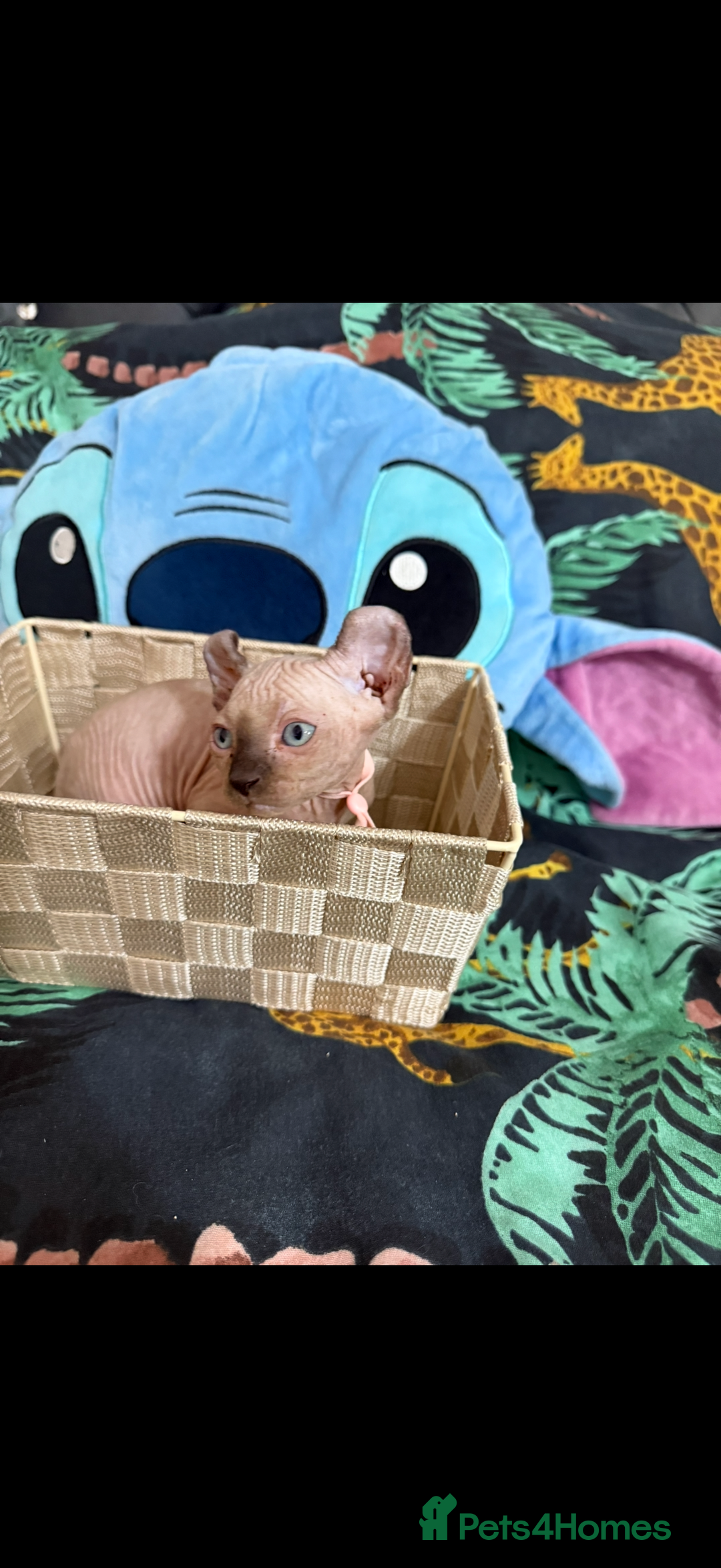 Sphynx cats for sale: Bald, bold elf blue eyes kittens  - Image 27