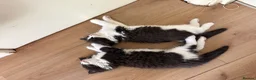 Mixed Breed cats for sale: Half Ragdoll Kittens from pedigree Mum - Advert 6