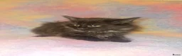 Mixed Breed cats for sale: Kittens Ready Now Longhaired and shorthaired - Advert 5