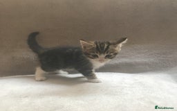 Mixed Breed cats for sale: Bring Home a Bundle of Joy Kittens Ready Oct. 2nd! - Image 8