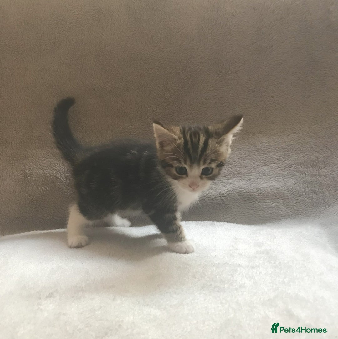 Mixed Breed cats for sale: Bring Home a Bundle of Joy Kittens Ready Oct. 2nd! - Image 8