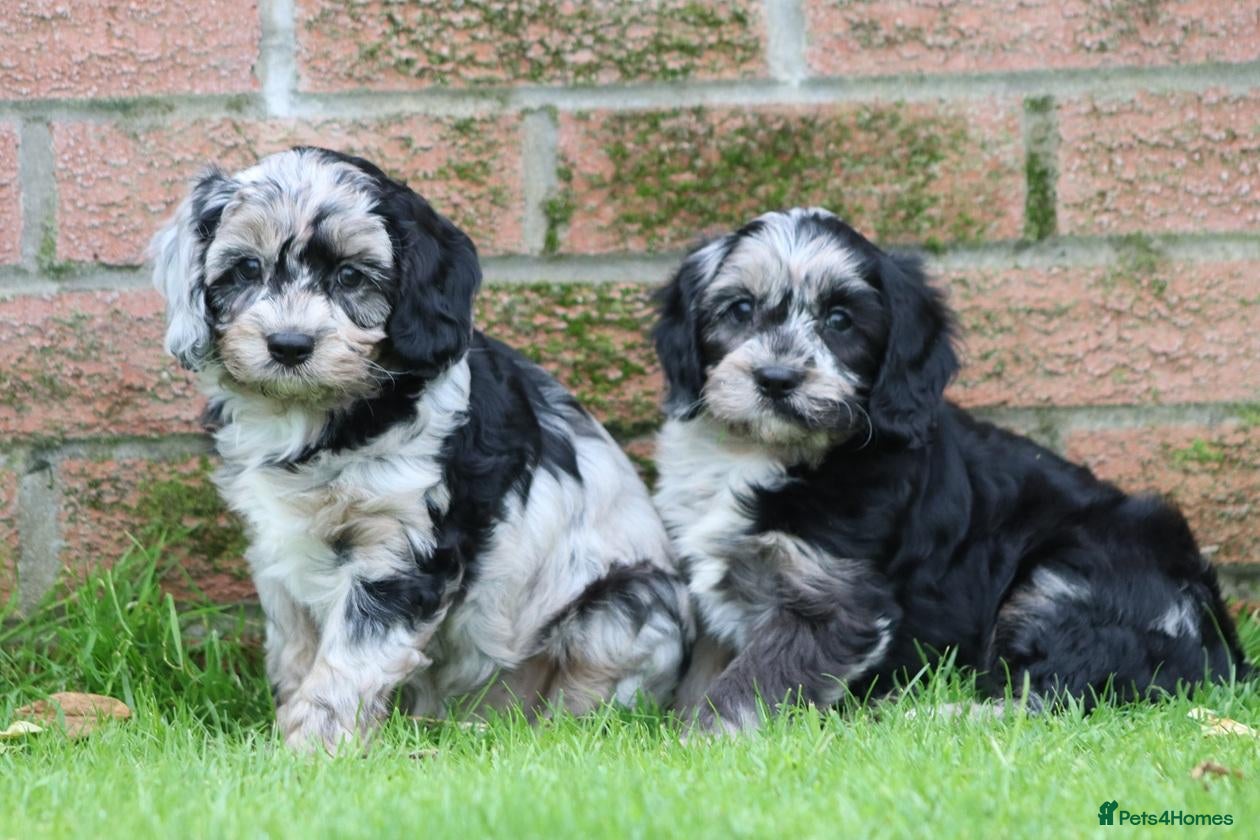 Cavapoo dogs Beautiful Cavapoo puppies for sale - Advert 1