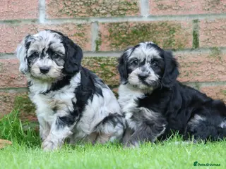 Cavapoo dogs Beautiful Cavapoo puppies for sale - Advert 1