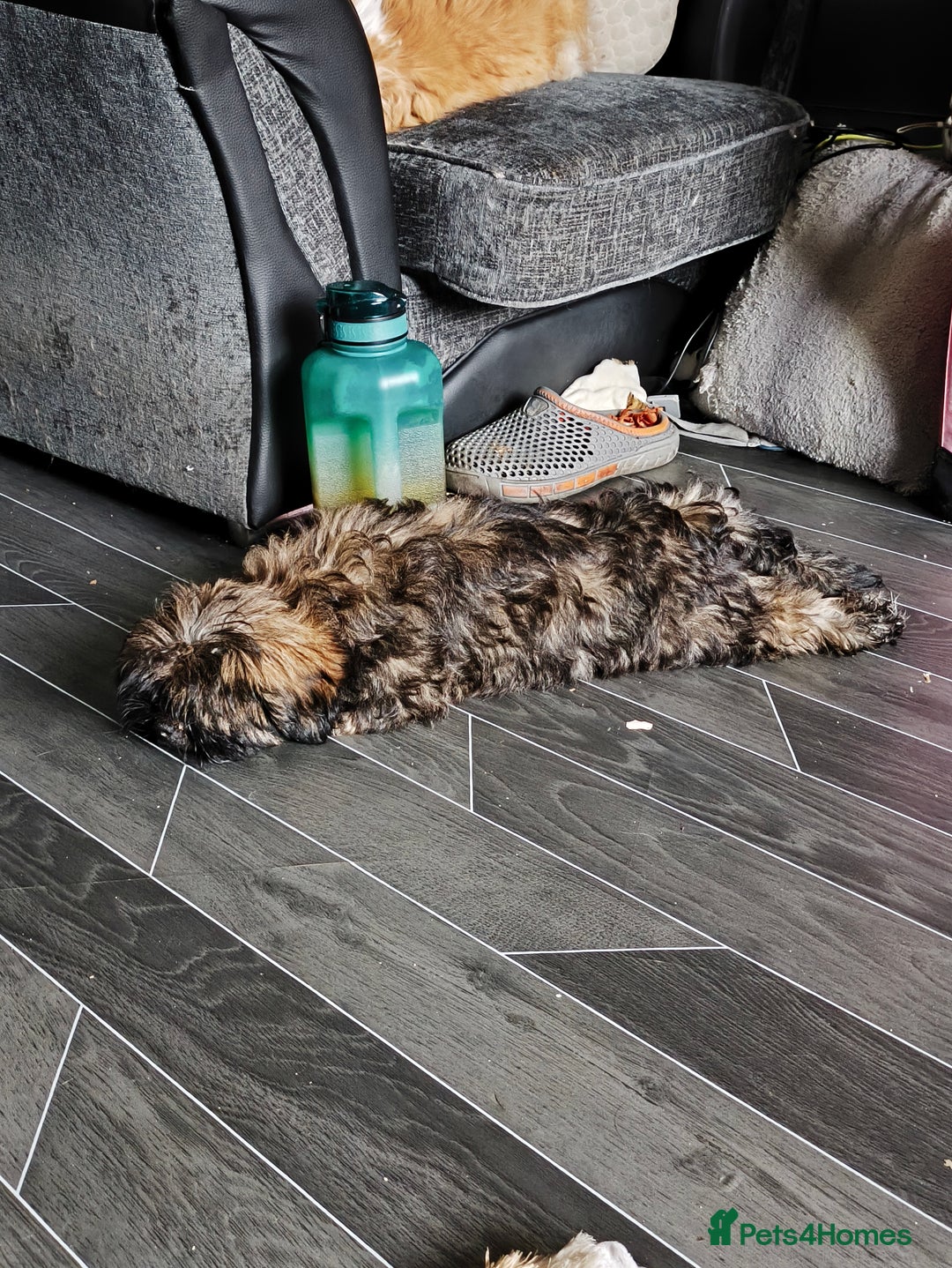 Lhasa Apso dogs for sale: Lhasa apso puppy last beautiful boy left 🩵 - Image 6