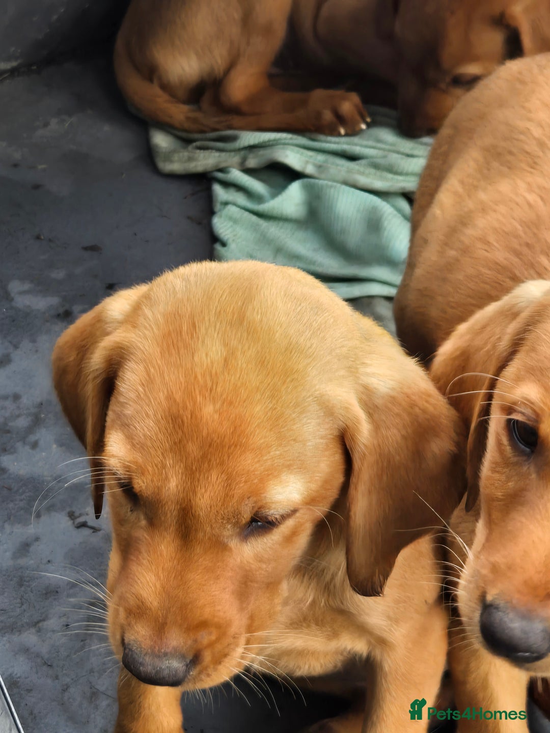 Labrador Retriever dogs for sale: Last Beautiful Fox Red KC Reg Lab Pups READY NOW - Image 9