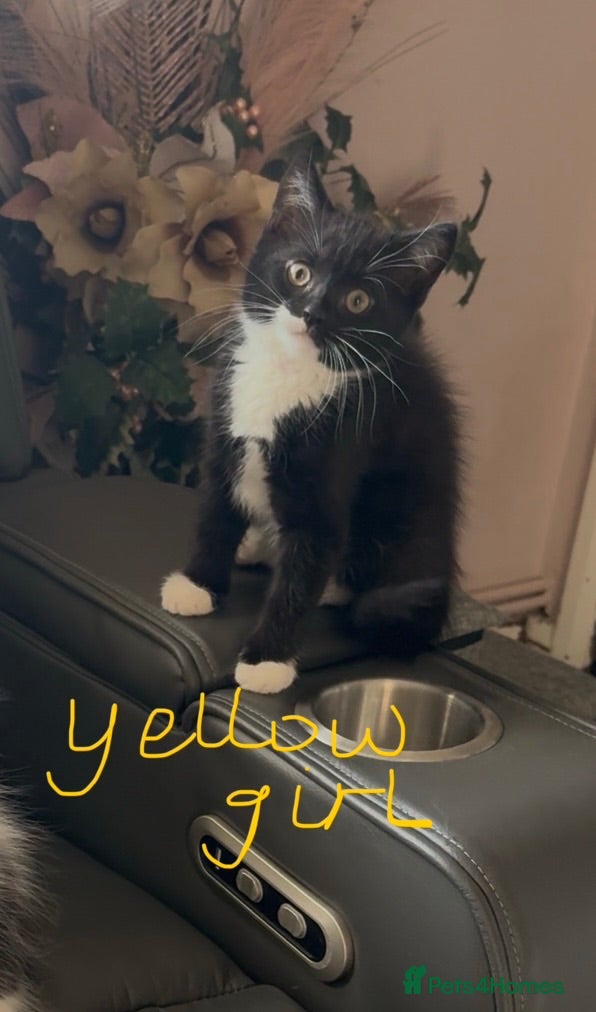 Persian cats Persian X Maine Coon kittens 1 girl left - Advert 1
